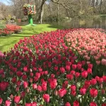 Bed acd rode en roze tulpen keukenhof