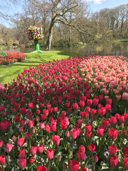 Bed acd rode en roze tulpen keukenhof