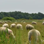 C pecora su texel