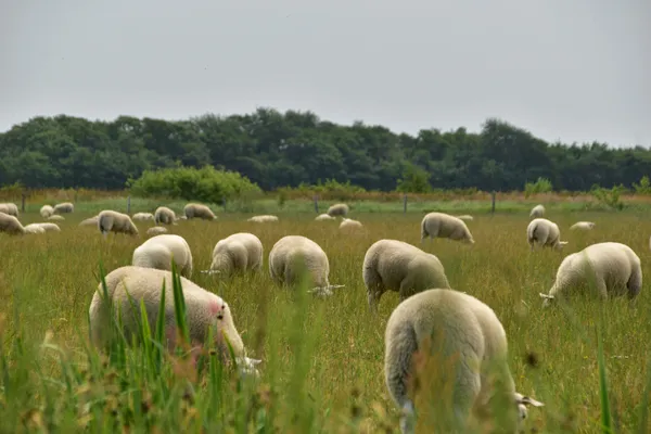 C får på texel