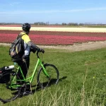 Cyclists tulip field