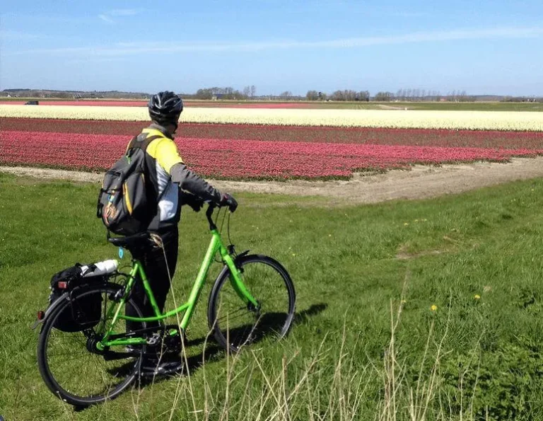 Cyklister på tulipanmark