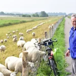 E incontro con le pecore delle dighe di enkhuizen