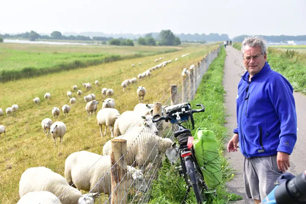 E møder fårene fra enkhuizen digerne