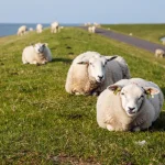 F f terschelling schapenweg jeroen berends