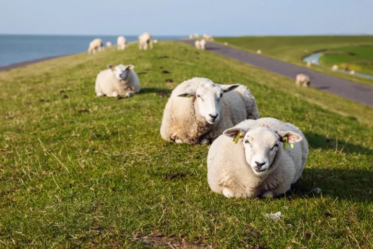 F f terschelling fårevej jeroen berends