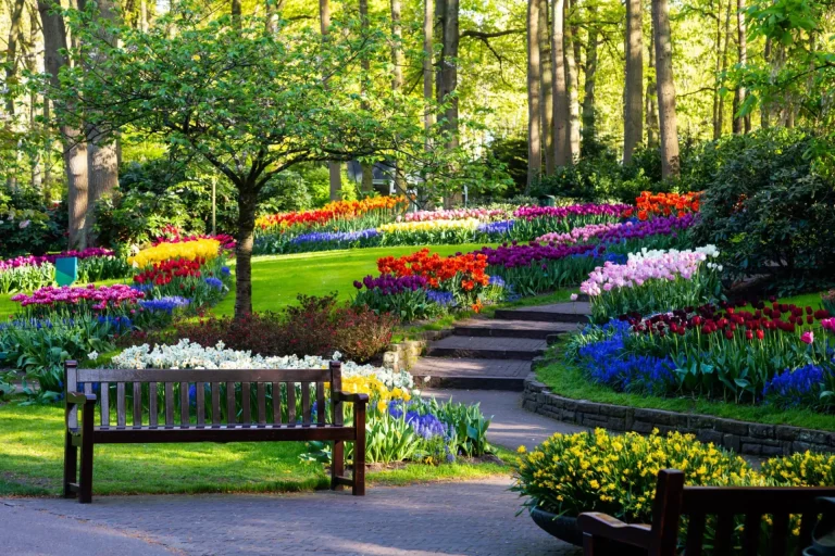 Tulipaner blomstrer i Keukenhof Blomsterhave, den største tulipanpark i verden. Farverige blomstrende marker og blomstergader, Holland, Lisse, Europa.