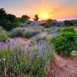 Lavendelveld op het eiland Hvar bij zonsondergang, Kroatië