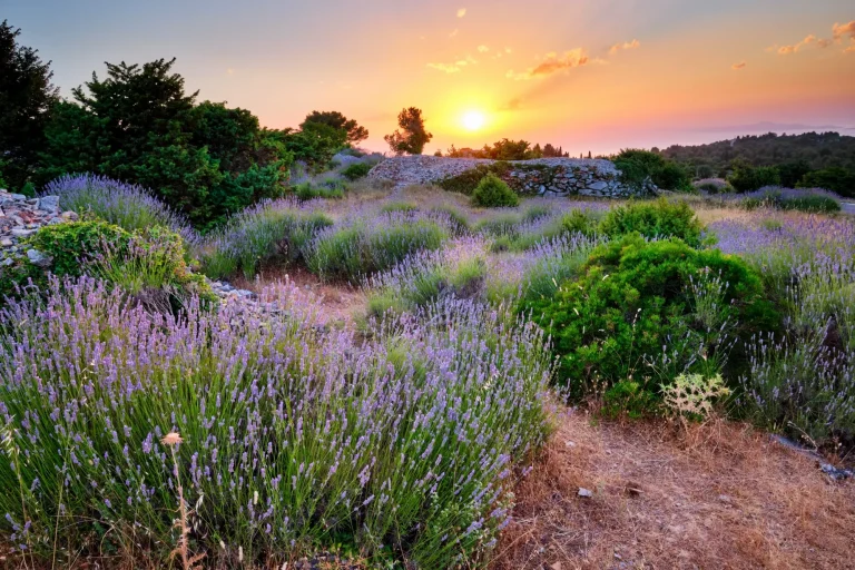 Campo di lavanda sull'isola di Hvar al tramonto, Croazia