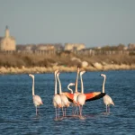 Flamingo vor Aigues-mortes / Camargue im Winter