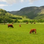 Cattle in fields near Fortingall