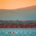 feniotteri rosa alla laguna di orbetello toscana