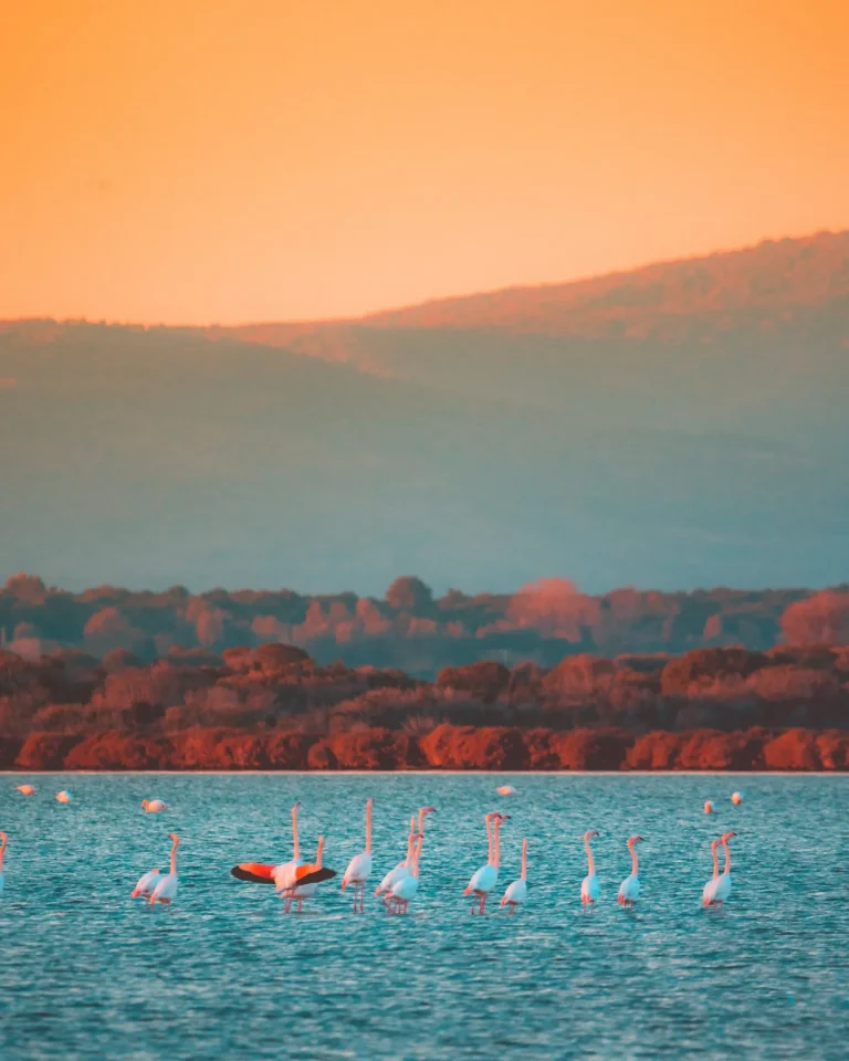 feniotteri rosa alla laguna di orbetello toscana