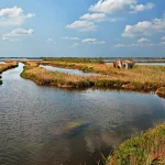 paesaggio del Parco del Delta del Po a Rosolina, Veneto, Italia