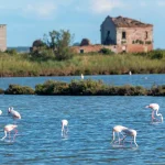 parco regionale delta del po paludi e riserve naturali