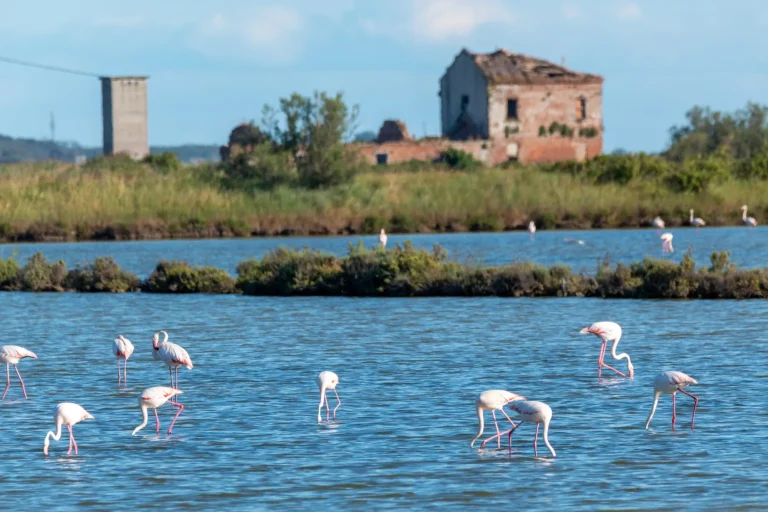 regionální park delta del po říční mokřady a přírodní rezervace