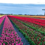 Tulip field