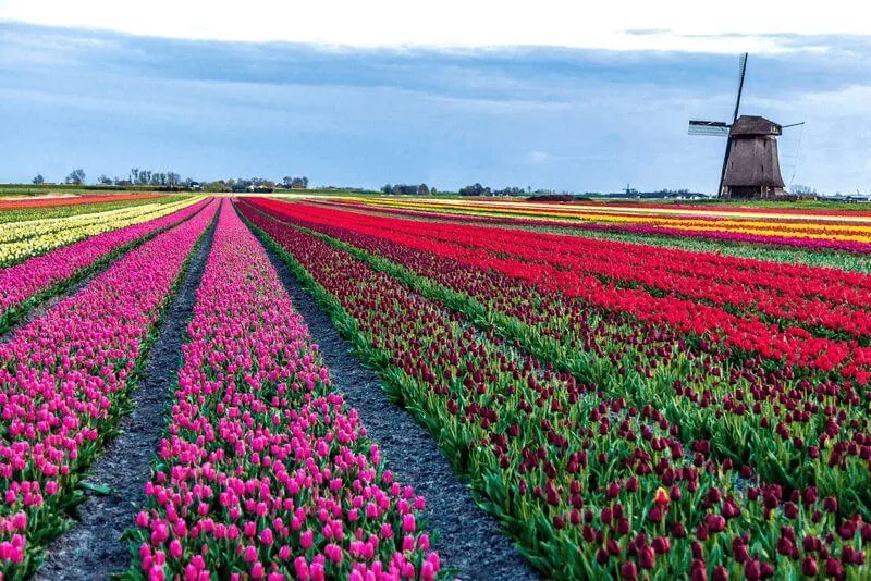 Tulip field