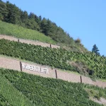 Moselin laakson viinitarhat Braunebergin lähellä