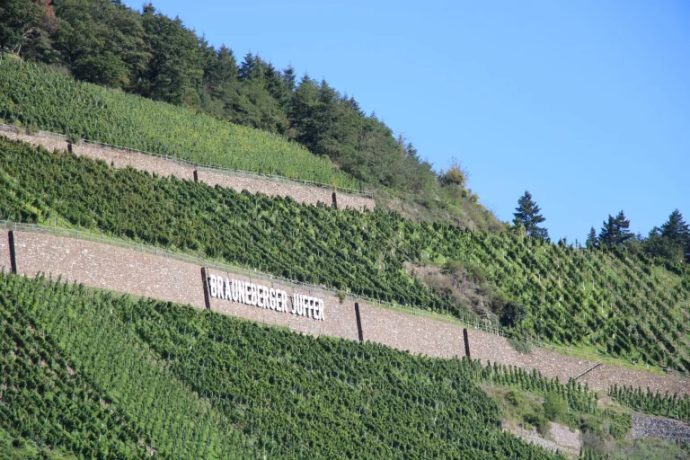 Vignobles de la vallée de la Moselle près de Brauneberg