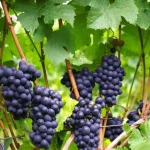 Wijndruiven telen