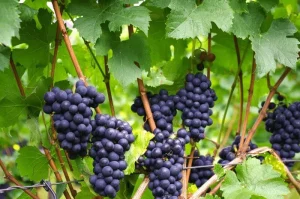 Ontdek het rijke Duitse wijnbouwerfgoed