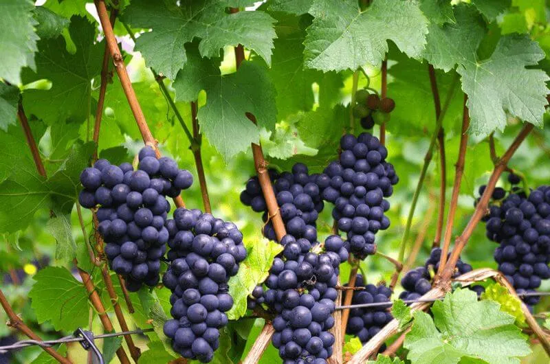 Wijndruiven telen